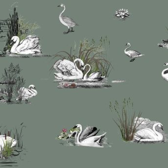 swan 1