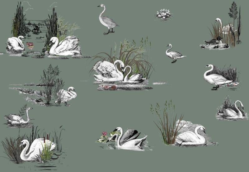 swan 1